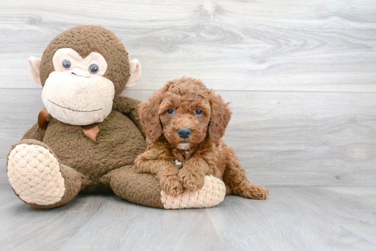 Mini Goldendoodle Pup Being Cute