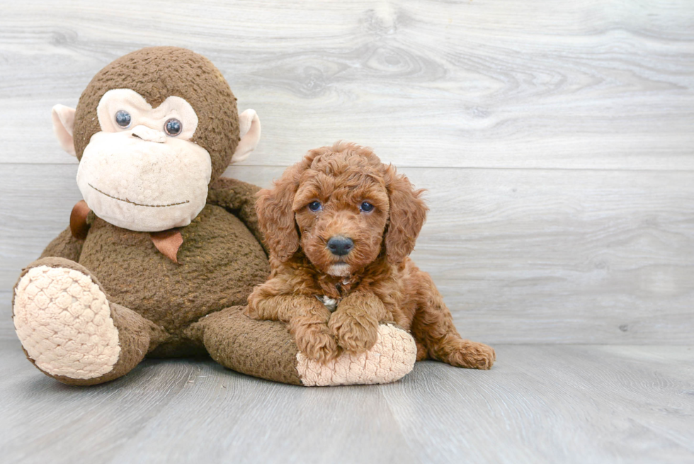 Mini Goldendoodle Pup Being Cute