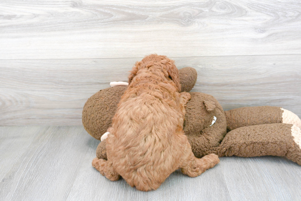 Hypoallergenic Golden Retriever Poodle Mix Puppy