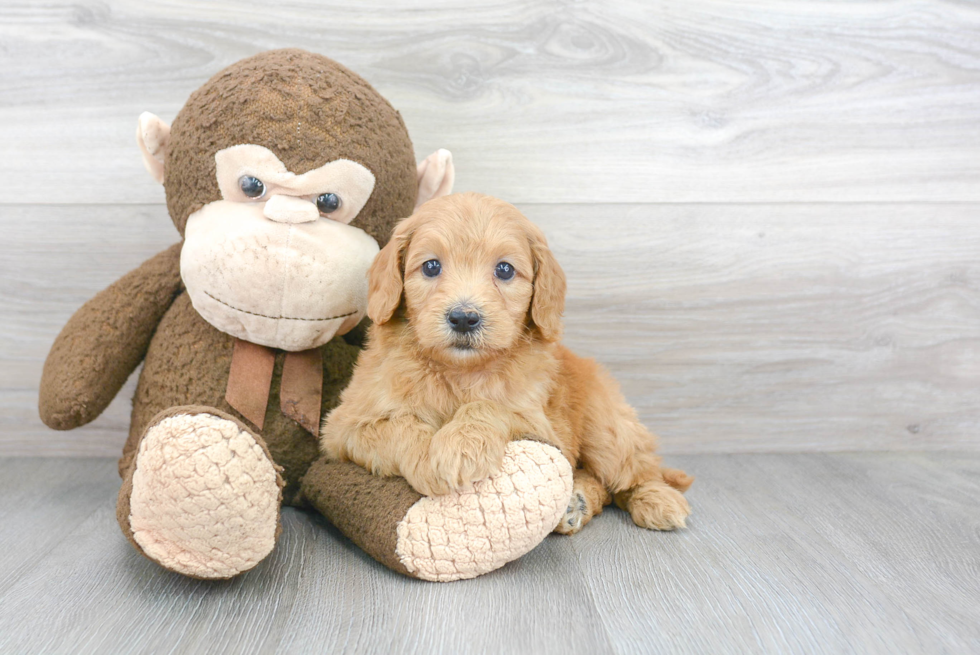 Sweet Mini Goldendoodle Baby