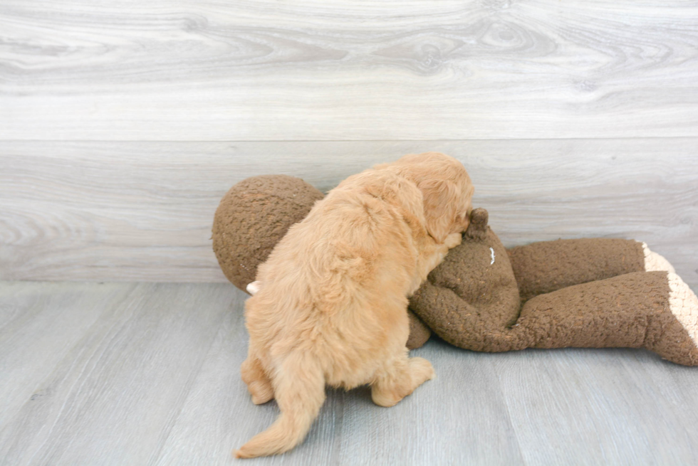 Mini Goldendoodle Puppy for Adoption