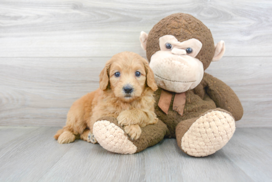 Best Mini Goldendoodle Baby