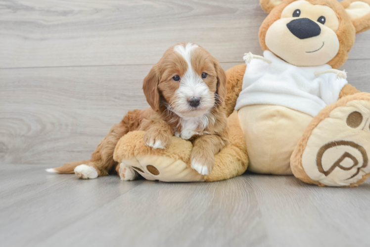 Petite Mini Goldendoodle Poodle Mix Pup