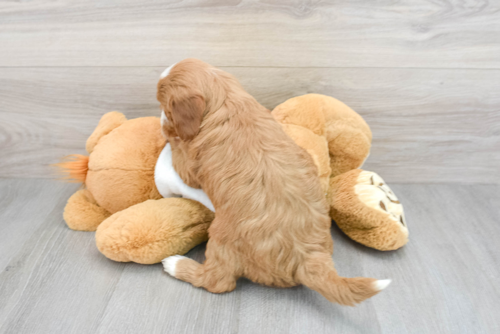 Popular Mini Goldendoodle Poodle Mix Pup