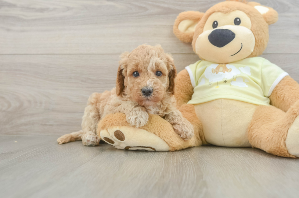 5 week old Mini Goldendoodle Puppy For Sale - Premier Pups