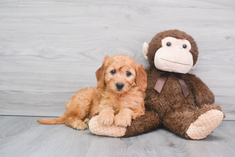 Best Mini Goldendoodle Baby