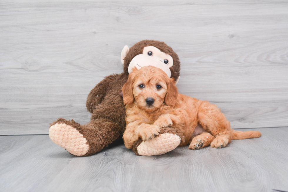 Sweet Mini Goldendoodle Baby