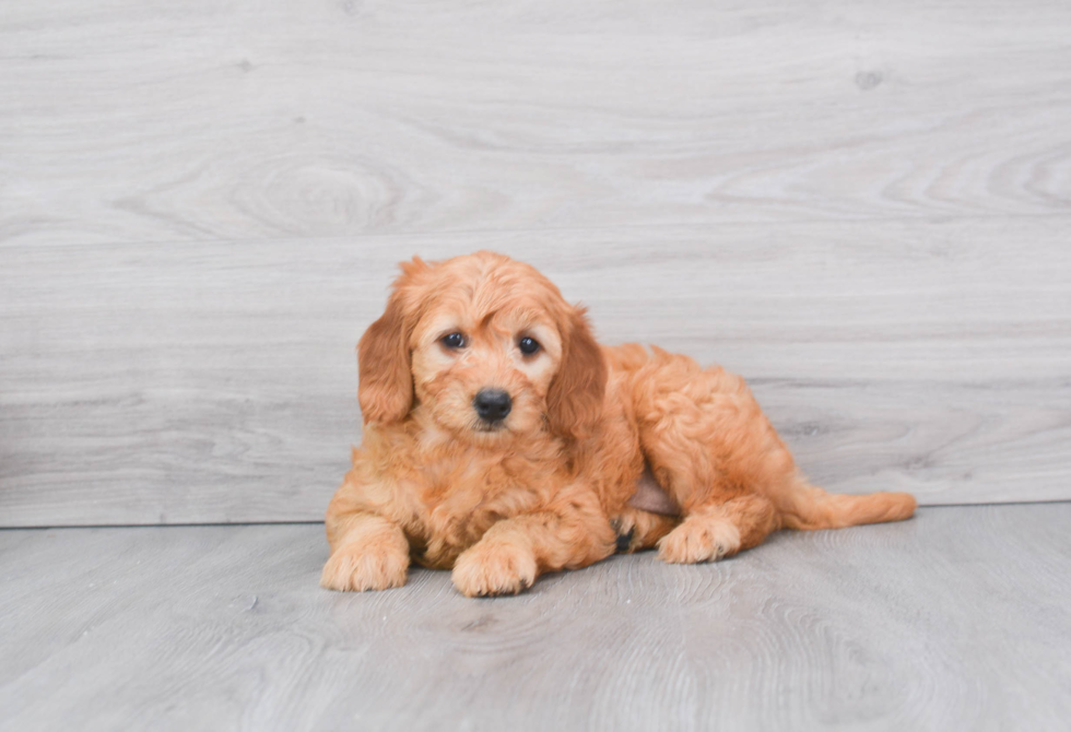 Petite Mini Goldendoodle Poodle Mix Pup