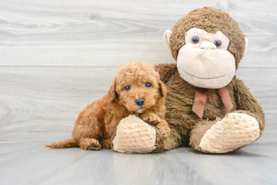 Mini Goldendoodle Puppy for Adoption