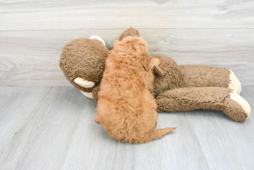 Little Golden Retriever Poodle Mix Puppy