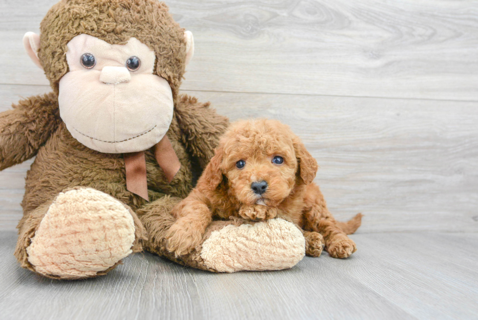 Playful Golden Retriever Poodle Mix Puppy