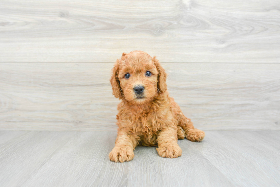 Mini Goldendoodle Pup Being Cute