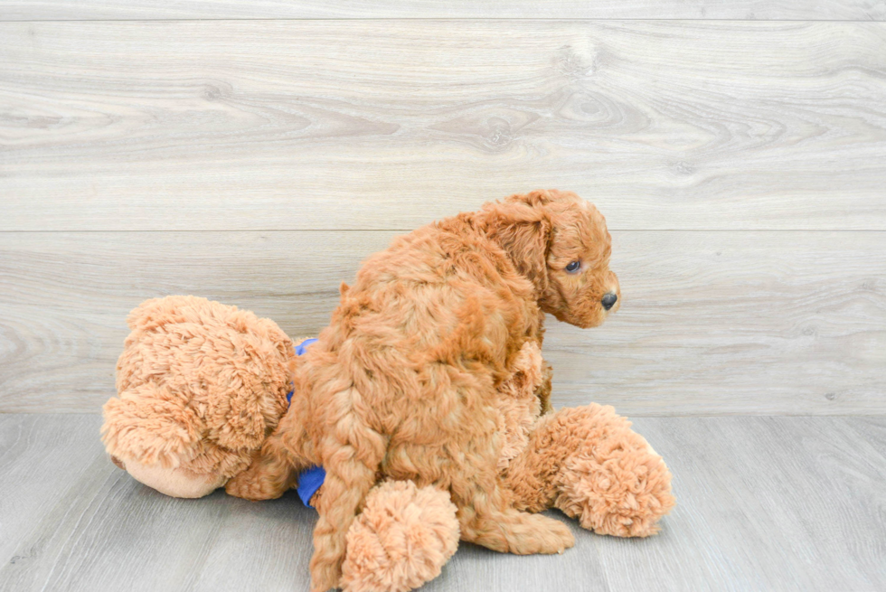 Cute Mini Goldendoodle Baby