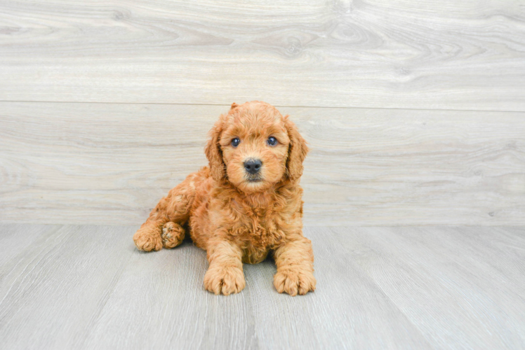 Mini Goldendoodle Puppy for Adoption