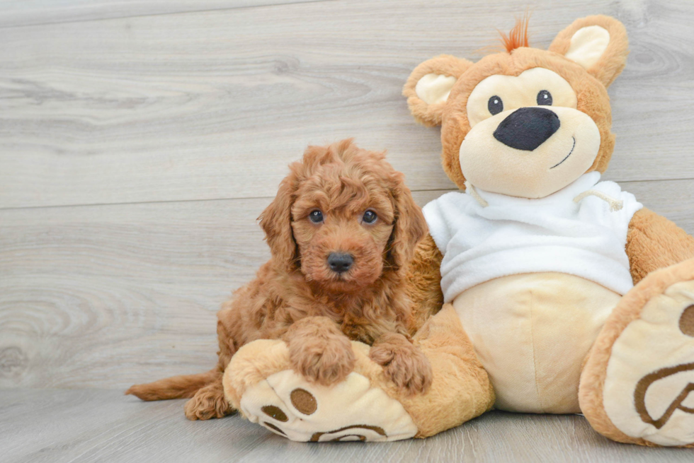 Mini Goldendoodle Puppy for Adoption