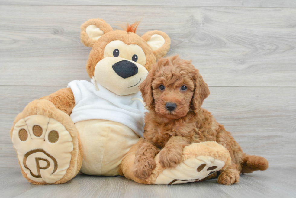 Mini Goldendoodle Pup Being Cute