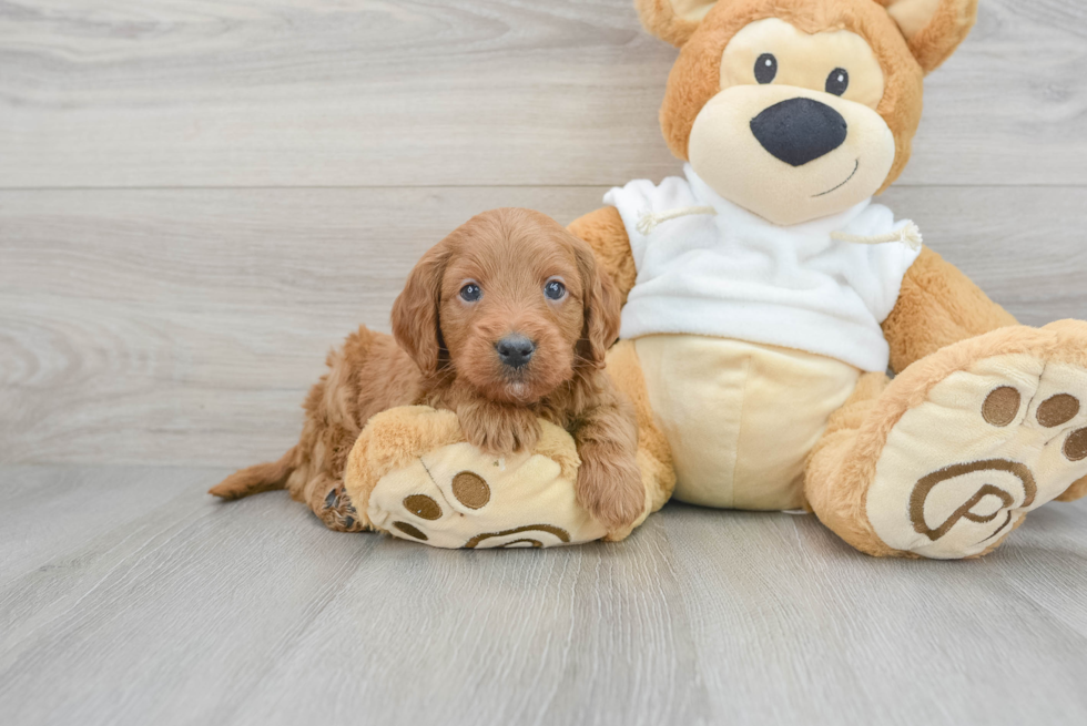 Cute Mini Goldendoodle Baby