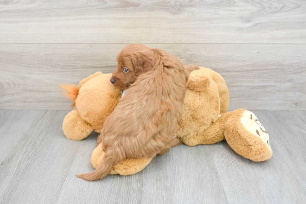 Hypoallergenic Golden Retriever Poodle Mix Puppy