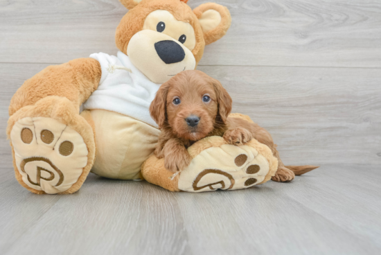 Adorable Golden Retriever Poodle Mix Puppy