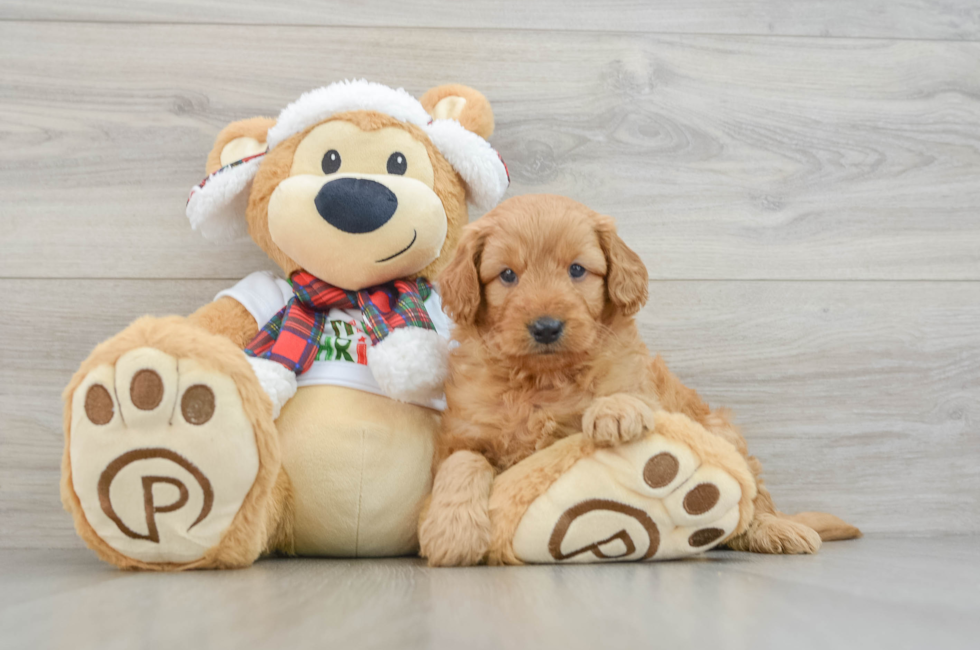 5 week old Mini Goldendoodle Puppy For Sale - Premier Pups