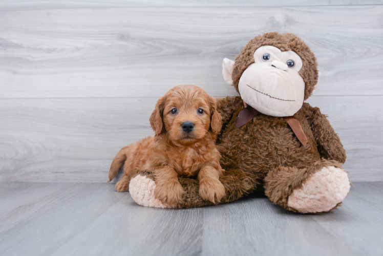 Sweet Mini Goldendoodle Baby