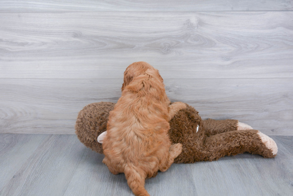 Popular Mini Goldendoodle Poodle Mix Pup