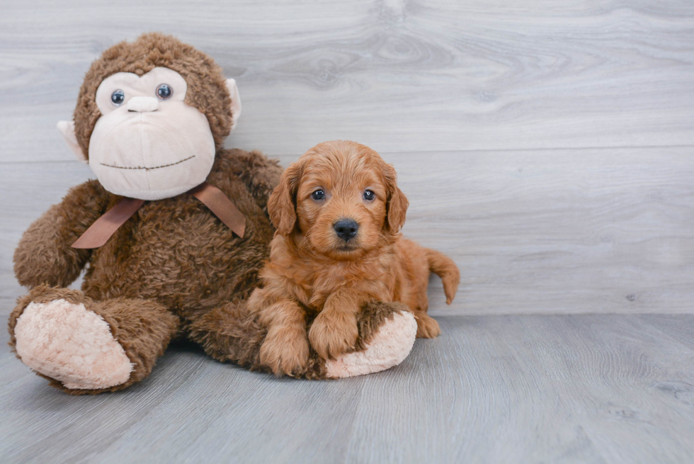 Playful Golden Retriever Poodle Mix Puppy