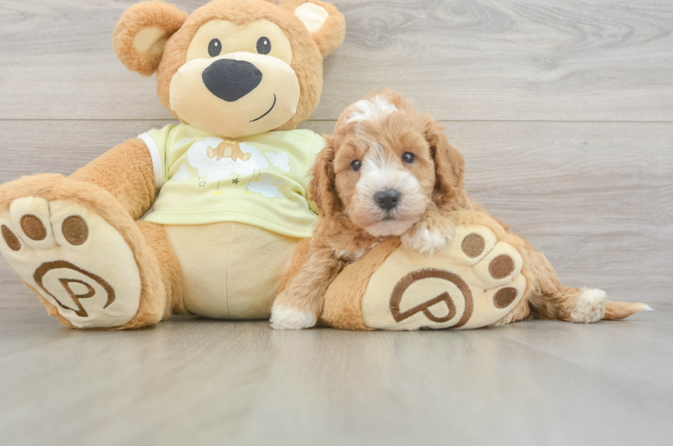 5 week old Mini Goldendoodle Puppy For Sale - Premier Pups
