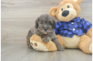 Best Mini Goldendoodle Baby
