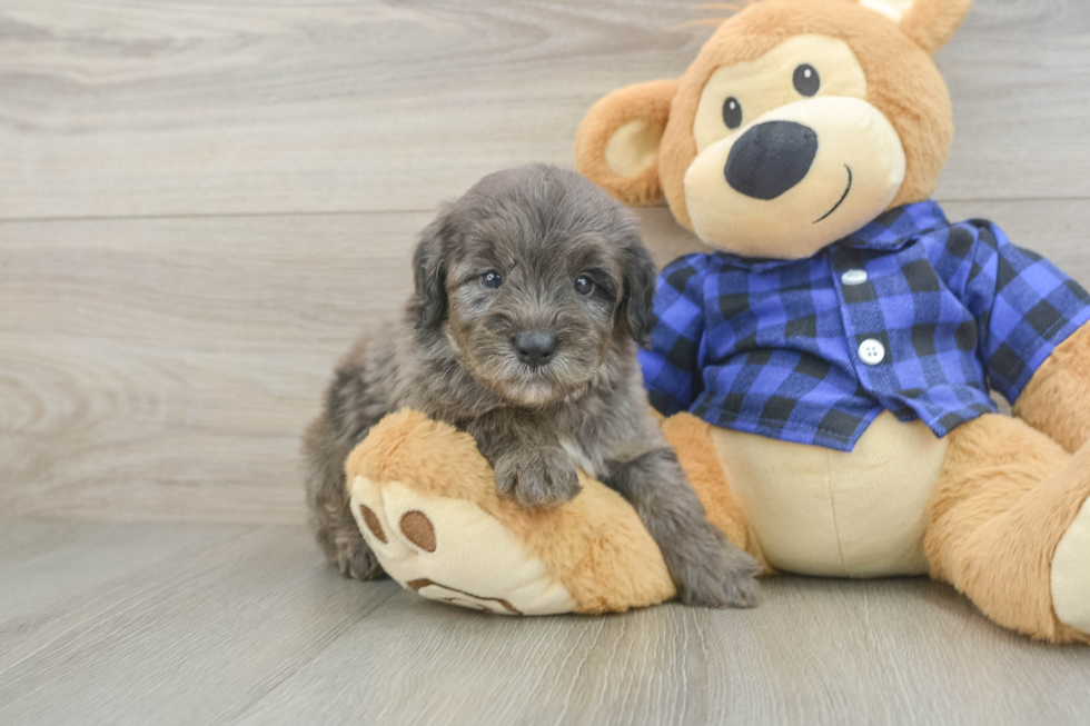 Best Mini Goldendoodle Baby
