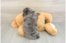 Mini Goldendoodle Pup Being Cute