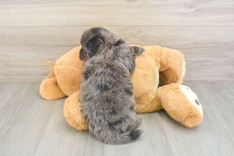 Mini Goldendoodle Pup Being Cute