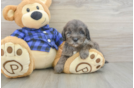 Petite Mini Goldendoodle Poodle Mix Pup