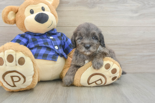 Petite Mini Goldendoodle Poodle Mix Pup
