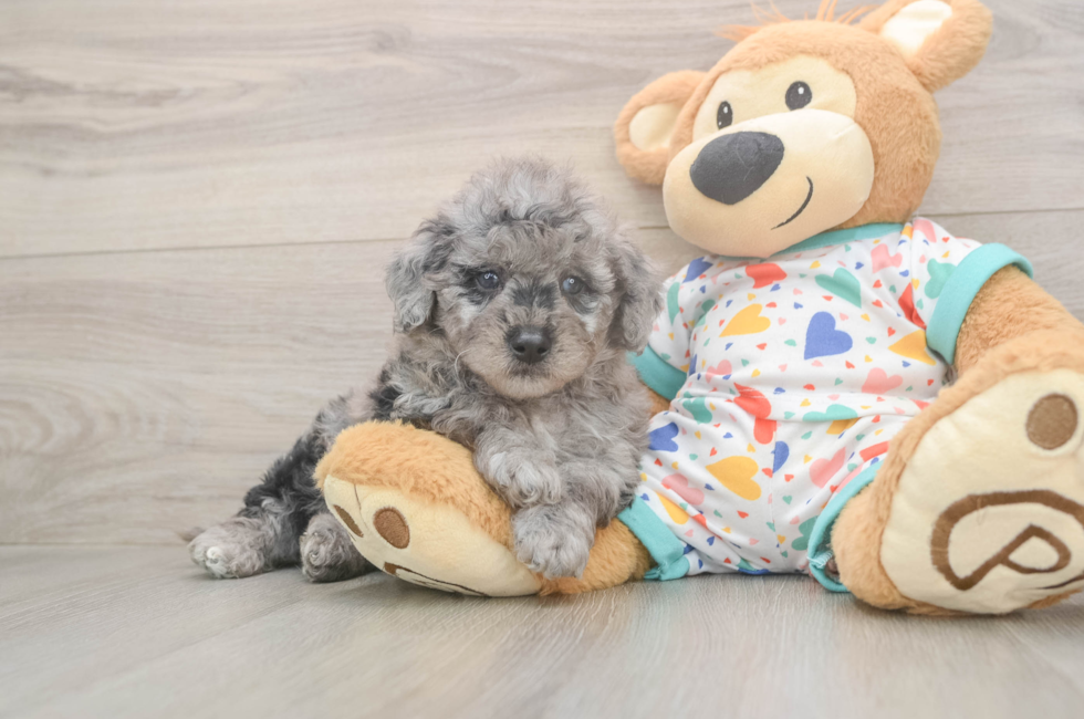 5 week old Mini Goldendoodle Puppy For Sale - Premier Pups