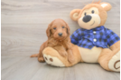 Best Mini Goldendoodle Baby