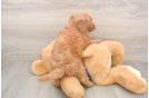 Petite Mini Goldendoodle Poodle Mix Pup