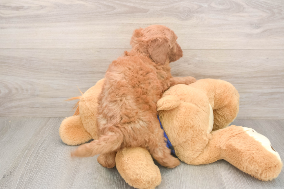 Petite Mini Goldendoodle Poodle Mix Pup