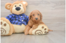 Smart Mini Goldendoodle Poodle Mix Pup