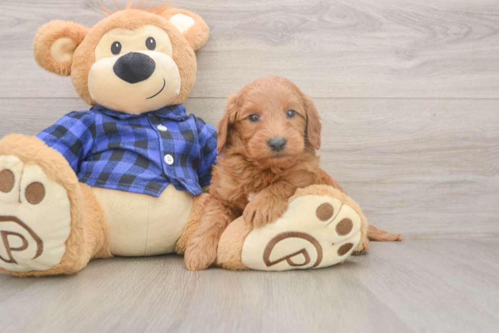Smart Mini Goldendoodle Poodle Mix Pup