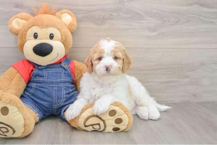 Mini Goldendoodle Pup Being Cute