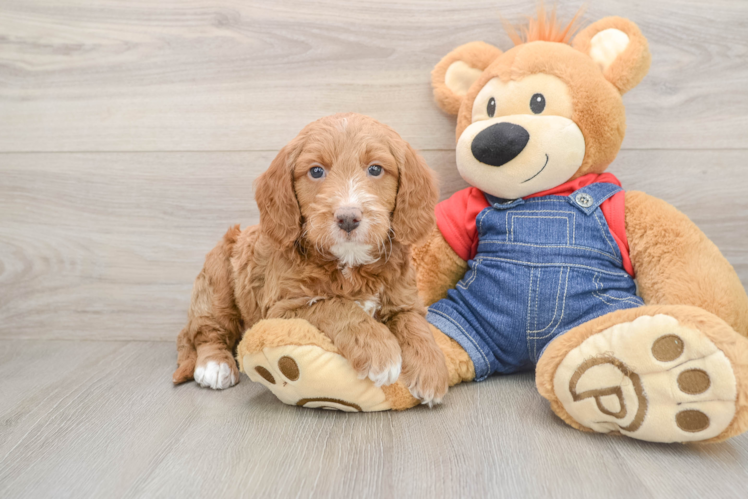 Petite Mini Goldendoodle Poodle Mix Pup