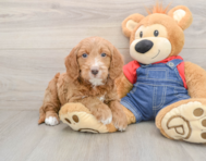 7 week old Mini Goldendoodle Puppy For Sale - Premier Pups