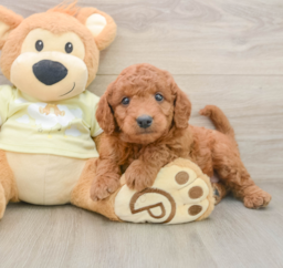 7 week old Mini Goldendoodle Puppy For Sale - Premier Pups