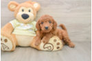 Best Mini Goldendoodle Baby