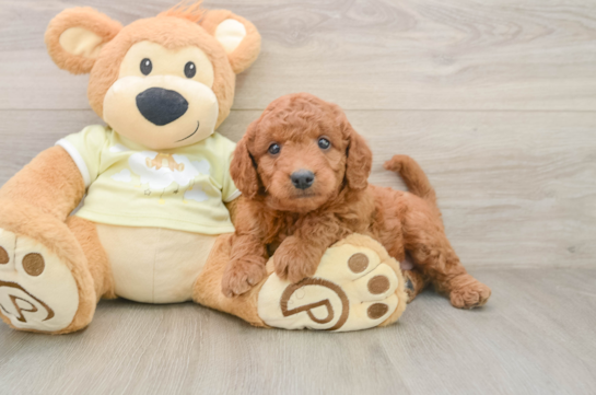 Best Mini Goldendoodle Baby