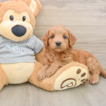 Popular Mini Goldendoodle Poodle Mix Pup