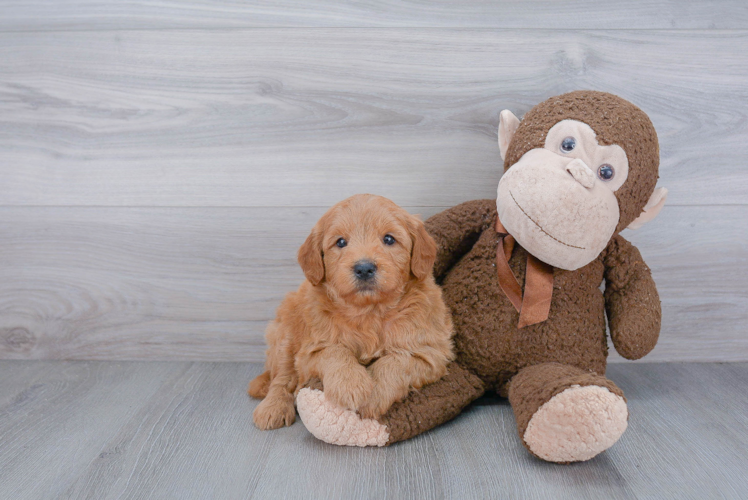 Mini Goldendoodle Puppy for Adoption