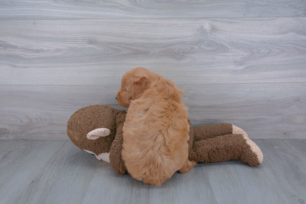 Funny Mini Goldendoodle Poodle Mix Pup