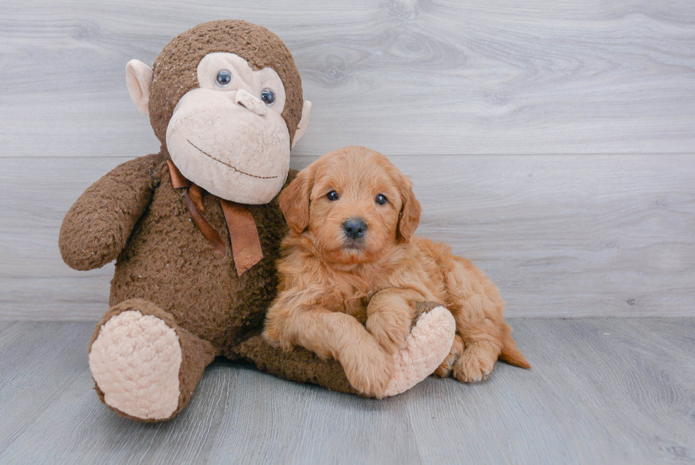 Best Mini Goldendoodle Baby